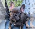 Small breeder photo