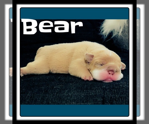 Medium Photo #1  Breeder Profile in WEIMAR, TX, USA