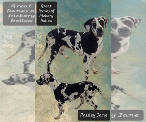 Main photo of Great Dane Dog Breeder near CHILLICOTHE, OH, USA
