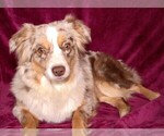 Small breeder photo