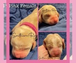 Small breeder photo