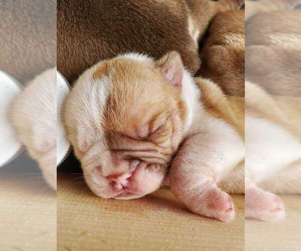 Medium Photo #1  Breeder Profile in STERLING, CT, USA