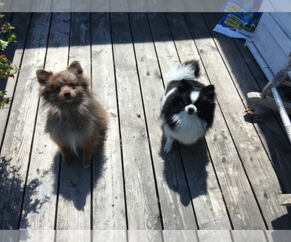 Medium Photo #1  Breeder Profile in PORT ANGELES, WA, USA