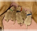 Small breeder photo