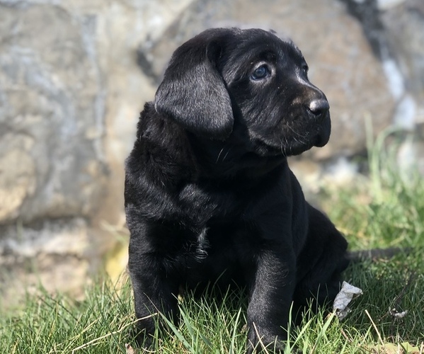 Medium Photo #1  Breeder Profile in WAYNESBORO, PA, USA