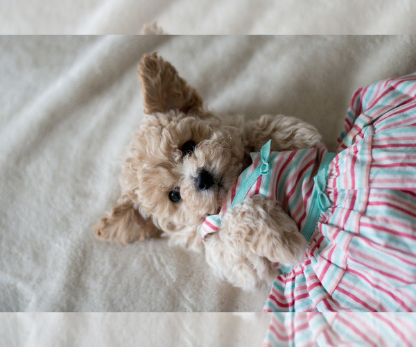 Medium Photo #9  Breeder Profile in DENVER, PA, USA