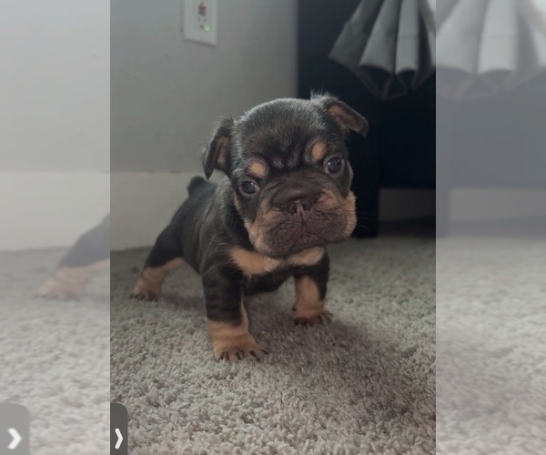 Medium Photo #27  Breeder Profile in BRIDGEWATER, MA, USA