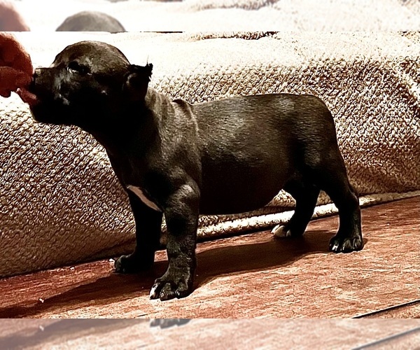 Medium Photo #10  Breeder Profile in FORT MITCHELL, AL, USA