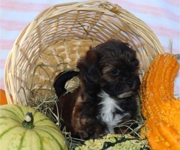 Medium Photo #22  Breeder Profile in THORP, WI, USA