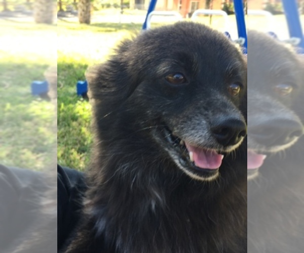 Medium Photo #1  Breeder Profile in NAPLES, FL, USA