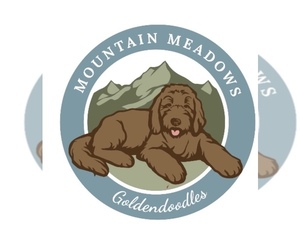 Goldendoodle-Poodle (Standard) Mix Dog Breeder in PILOT MOUNTAIN,  USA