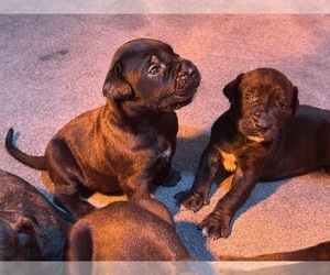Presa Canario Dog Breeder near SUMMERVILLE, SC, USA