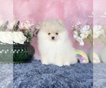 Small #8 Breeder Profile image