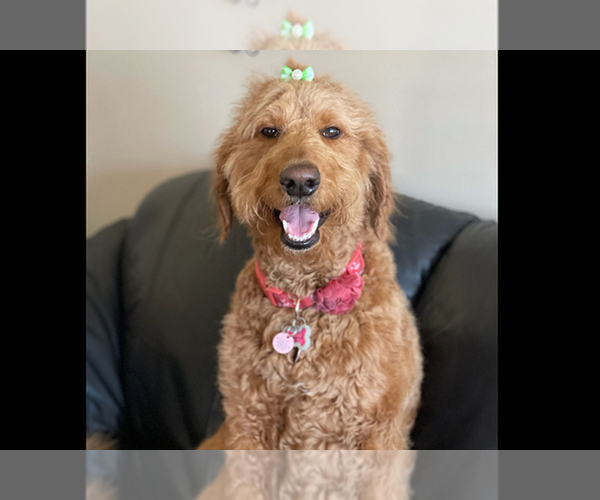 Medium Photo #22  Breeder Profile in ROY, UT, USA