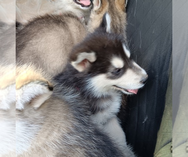 Medium Photo #4  Breeder Profile in SMYRNA, NY, USA