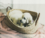 Small #22 Breeder Profile image