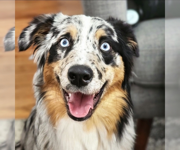 Medium Photo #3  Breeder Profile in CHERRY VALLEY, CA, USA