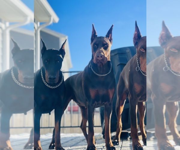 Medium Photo #6  Breeder Profile in COLORADO SPRINGS, CO, USA
