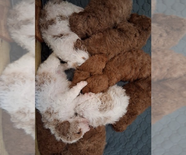 Medium Photo #88  Breeder Profile in GASTONIA, NC, USA