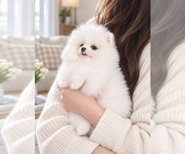 Medium Photo #4  Breeder Profile in SUN VALLEY, CA, USA