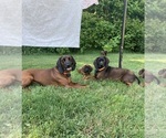 Small breeder photo