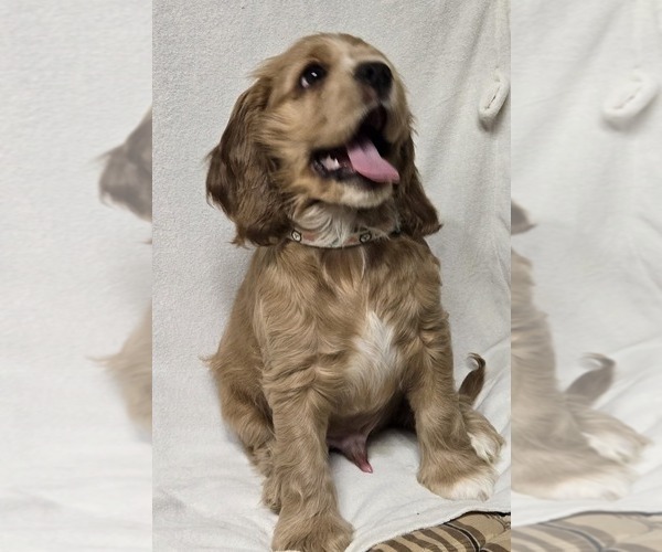 Medium Photo #17  Breeder Profile in HOLYOKE, MA, USA