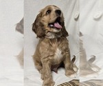 Small #16 Breeder Profile image
