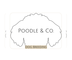 Poodle (Standard) Dog Breeder near FAYETTEVILLE, NC, USA