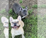 Small breeder photo