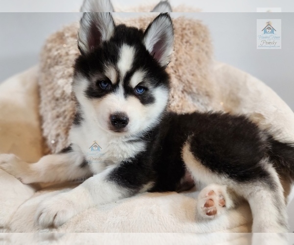 Medium Photo #67  Breeder Profile in BURNS TOWNSHIP, MN, USA