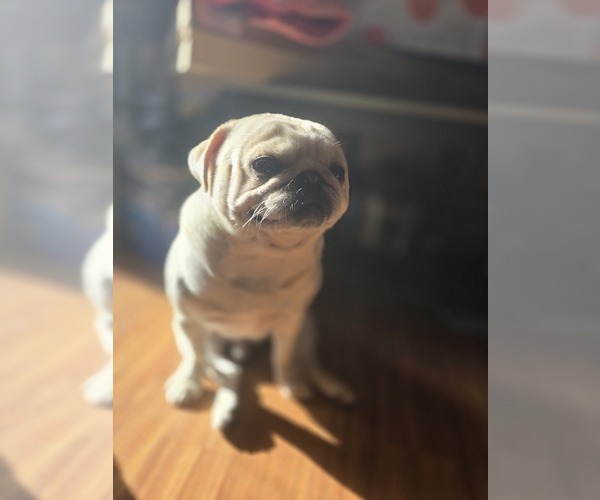 Medium Photo #2  Breeder Profile in NEW IPSWICH, NH, USA