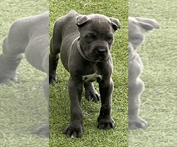 Medium Photo #6  Breeder Profile in JOLIET, IL, USA