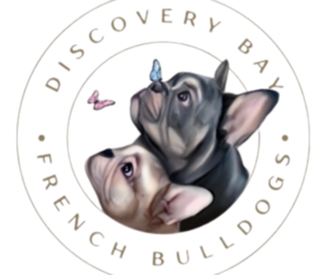 French Bulldog Dog Breeder near DISCOVERY BAY, CA, USA
