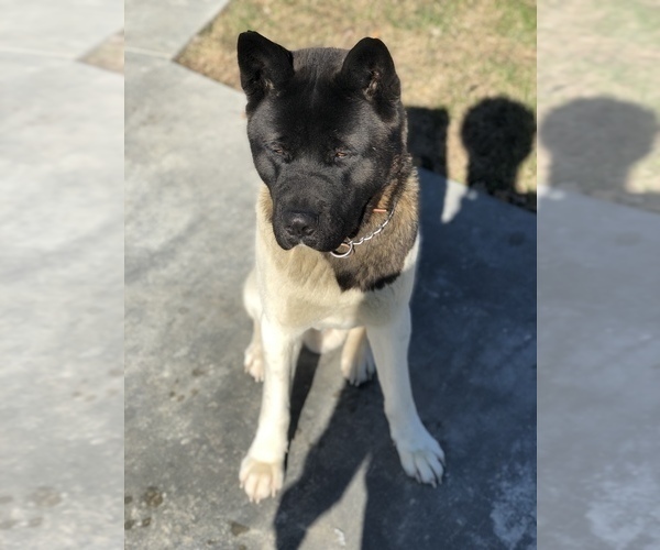 Medium Photo #2  Breeder Profile in LOUISVILLE, KY, USA