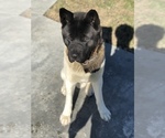 Small #1 Breeder Profile image