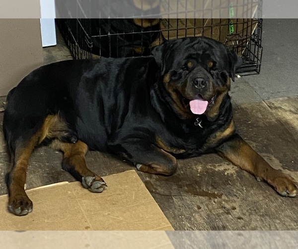 Medium Photo #17  Breeder Profile in HUGHESVILLE, MD, USA