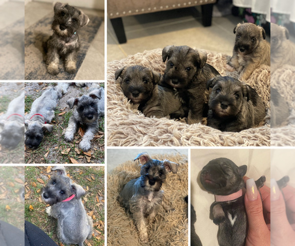 Medium Photo #1  Breeder Profile in CAPE CORAL, FL, USA