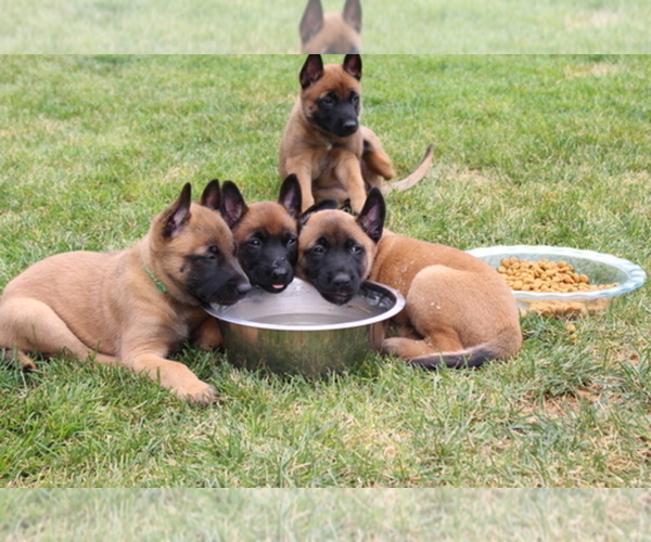 Medium Photo #1  Breeder Profile in MAGNA, UT, USA