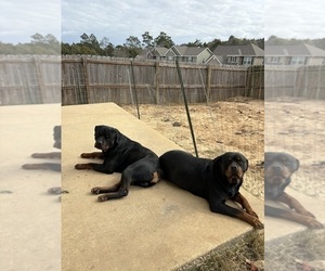 Rottweiler Dog Breeder near CRESTVIEW, FL, USA