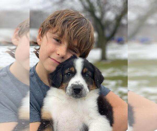 Medium Photo #33  Breeder Profile in PARIS, MI, USA