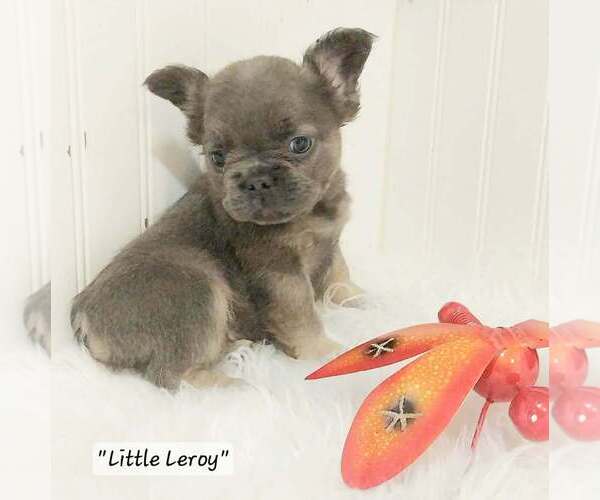 Medium Photo #10  Breeder Profile in COLONIAL BCH, VA, USA