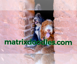 F2 Aussiedoodle-Irish Doodle Mix Dog Breeder near SACRAMENTO, CA, USA