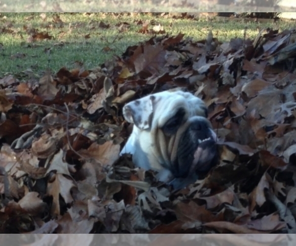 Medium Photo #1  Breeder Profile in LONE OAK, TX, USA