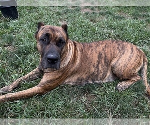 Main photo of Presa Canario Dog Breeder near LEVITTOWN, PA, USA