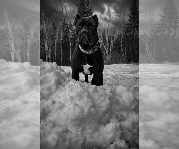 Medium Photo #10  Breeder Profile in PONSFORD, MN, USA