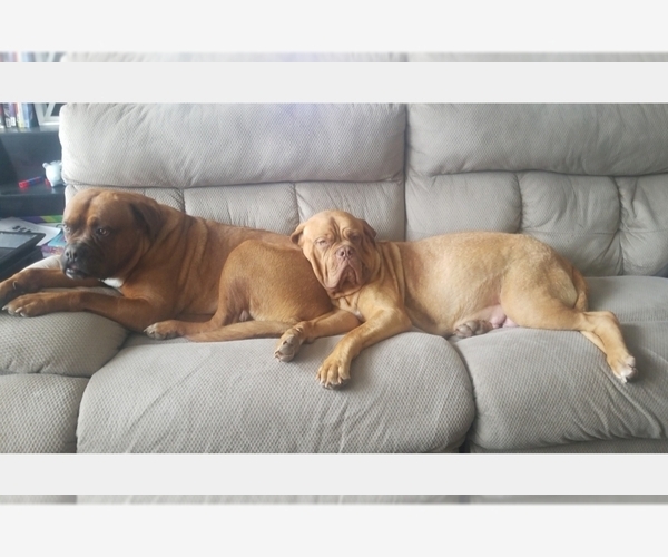 Medium Photo #1  Breeder Profile in KELLER, TX, USA