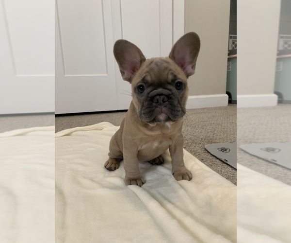 Medium Photo #4  Breeder Profile in CLAY, MI, USA
