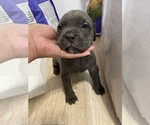 Small breeder photo
