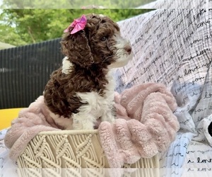 Poodle (Standard) Dog Breeder near ROCKVILLE, MD, USA