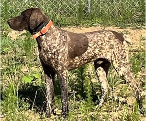 German Shorthaired Pointer Dog Breeder near MOUNT GILEAD, NC, USA